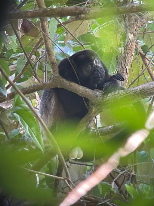 Von House * Nationalpark Manuel Antonio